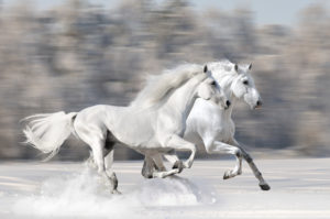 White Horses in Snow 2014