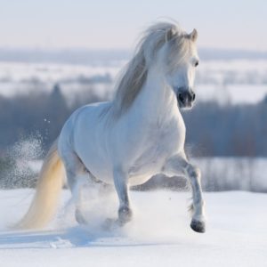 1 White Horse in Snow