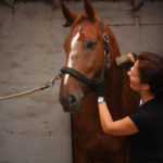 Grooming Equine Reiki