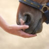 Animal Healing Distant Reiki Treatment - 30 mins - Image 2