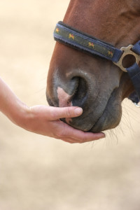 Connecting with your horse using Reiki