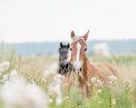 Equine Reiki for Reiki Practitioners